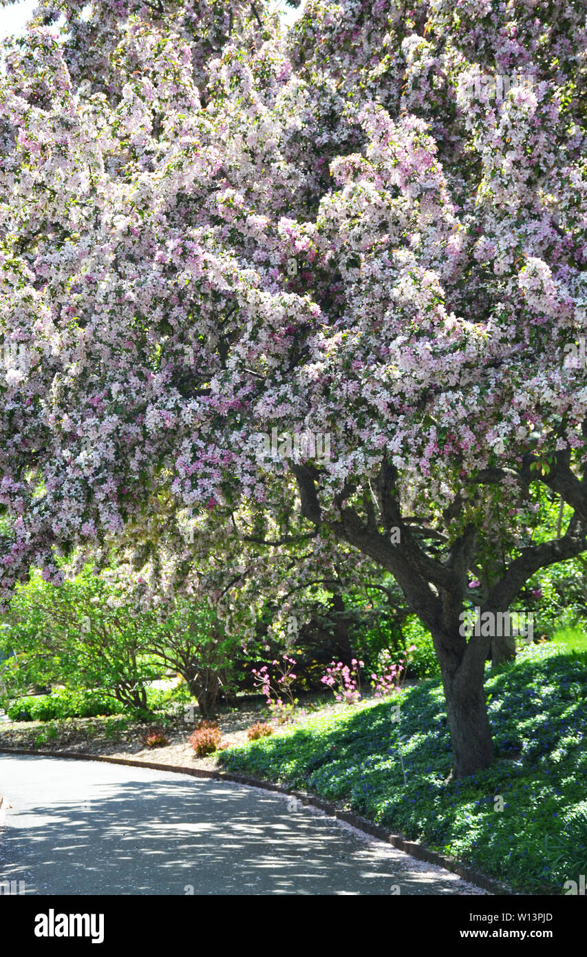L'albero di crabapple giapponese fiorisce nel Minnesota Arboretum, Minnesota, Stati Uniti Foto Stock