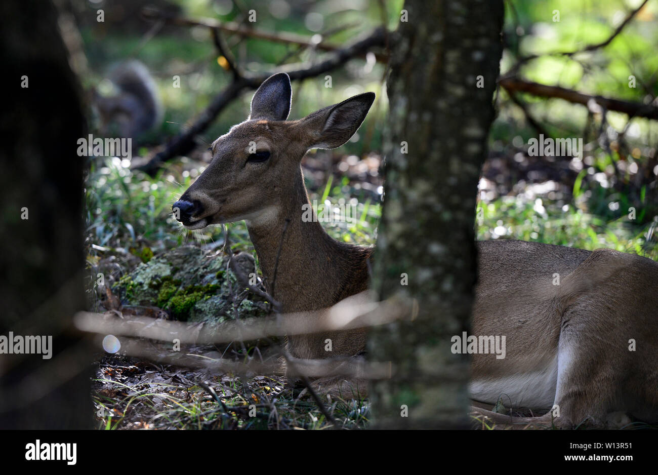 Stati Uniti d'America, Virginia, Parco Nazionale di Shenandoah, White-tailed deer, culbianco o Virginia deer (Odocoileus virginianus) nella foresta, dietro scoiattolo di terra Foto Stock