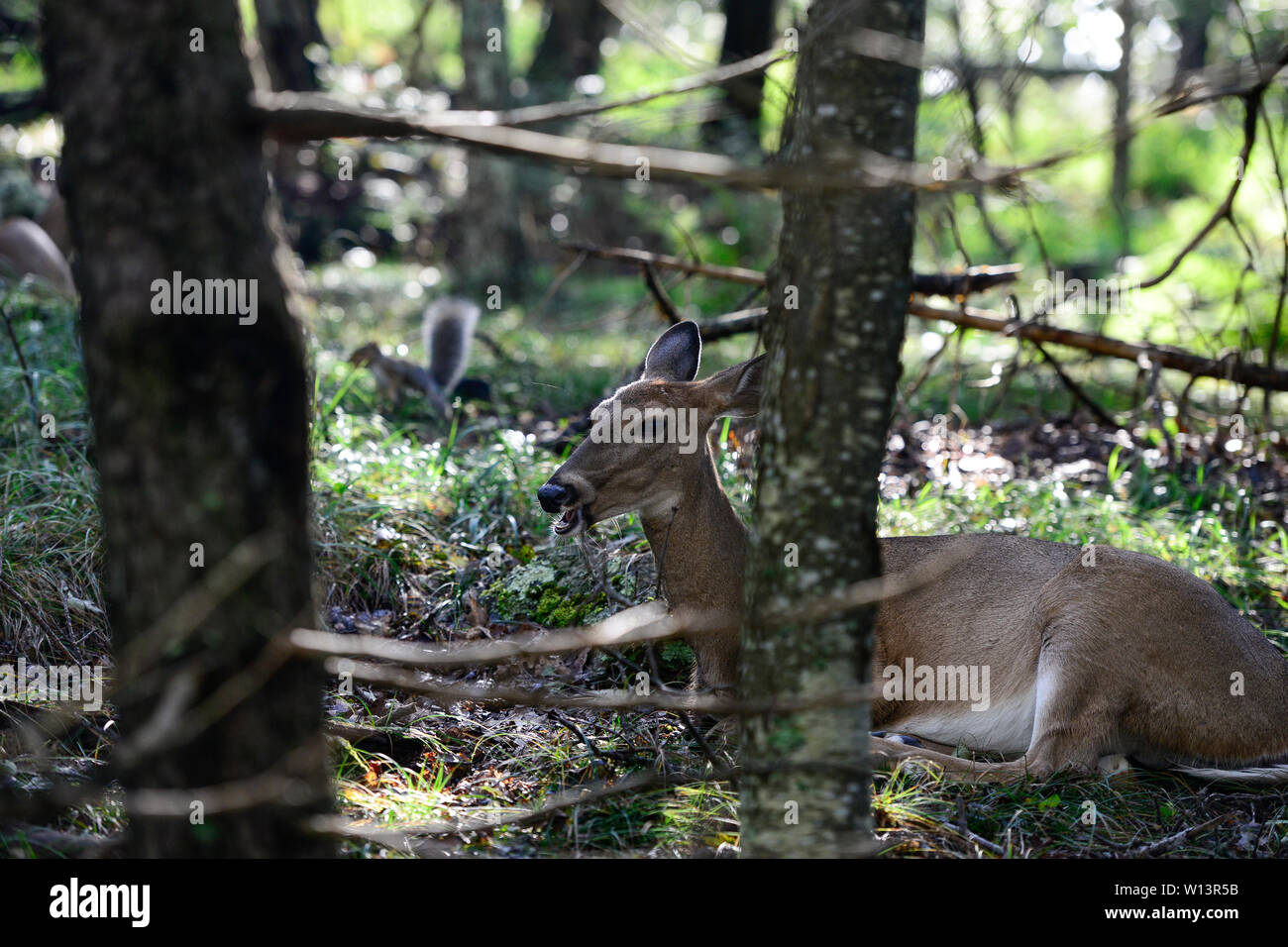 Stati Uniti d'America, Virginia, Parco Nazionale di Shenandoah, White-tailed deer, culbianco o Virginia deer (Odocoileus virginianus) nella foresta, dietro scoiattolo di terra Foto Stock