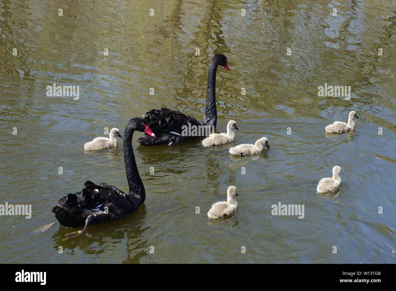 Black Swan family Foto Stock