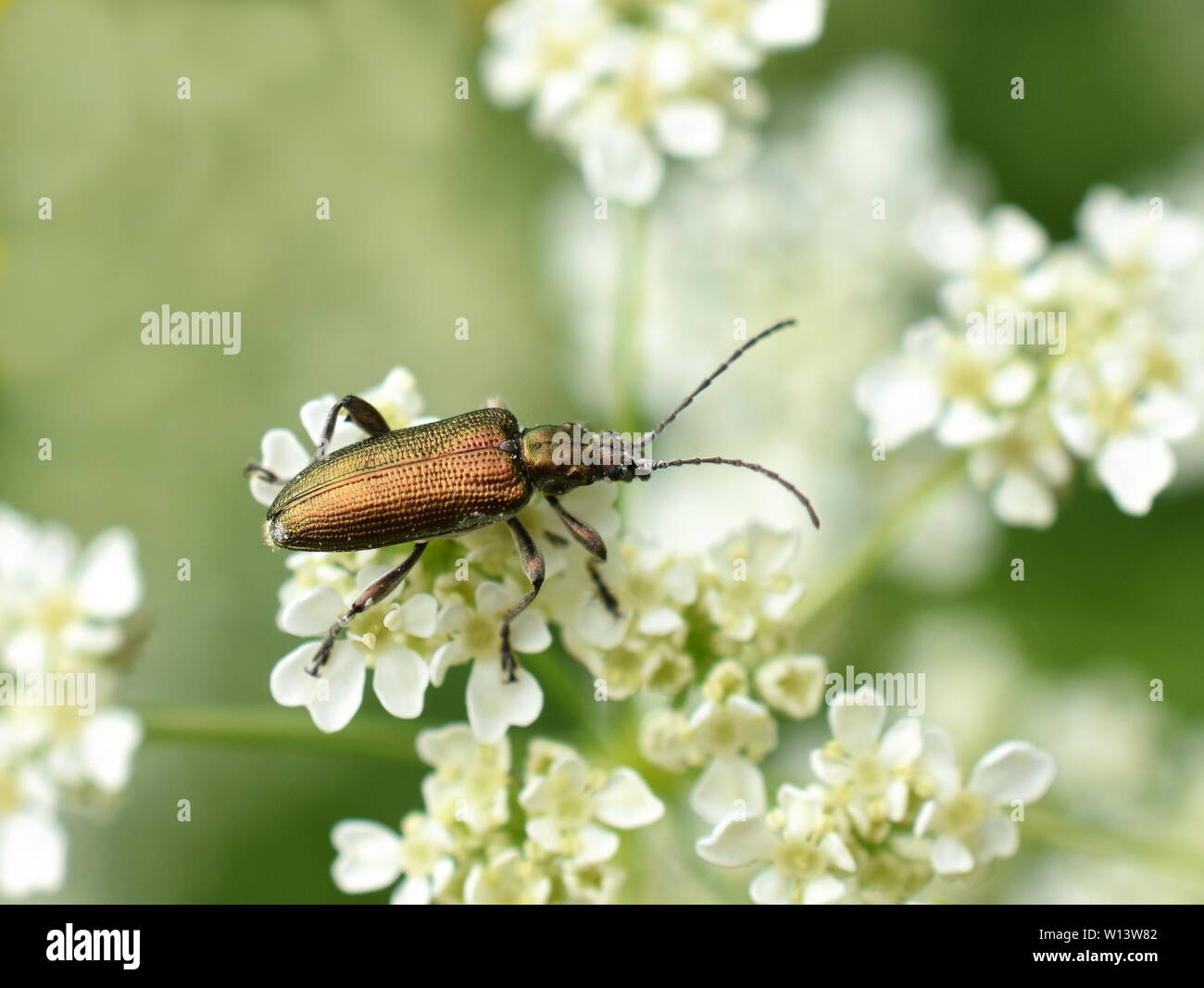 Donacia sp lucide foglie acquatiche beetle su un fiore Foto Stock