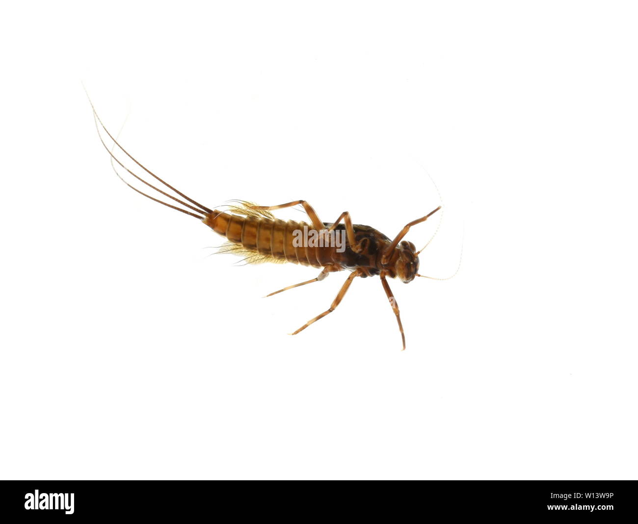 La ninfa acquatica di mayfly efemerotteri su sfondo bianco Foto Stock