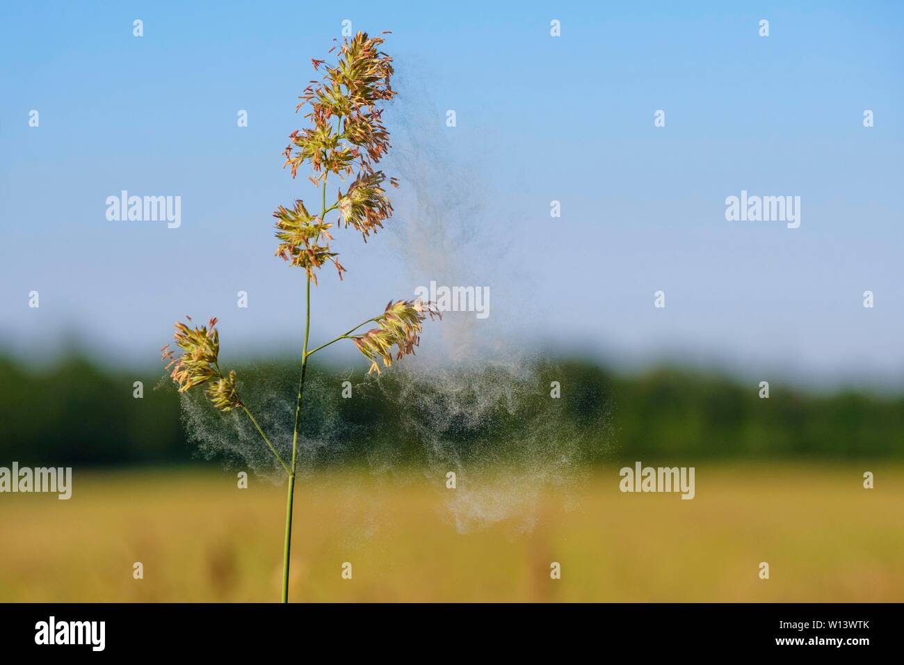 Volo di polline, infiorescenza, erba mazzolina (Dactylis glomerata), Baviera, Germania Foto Stock