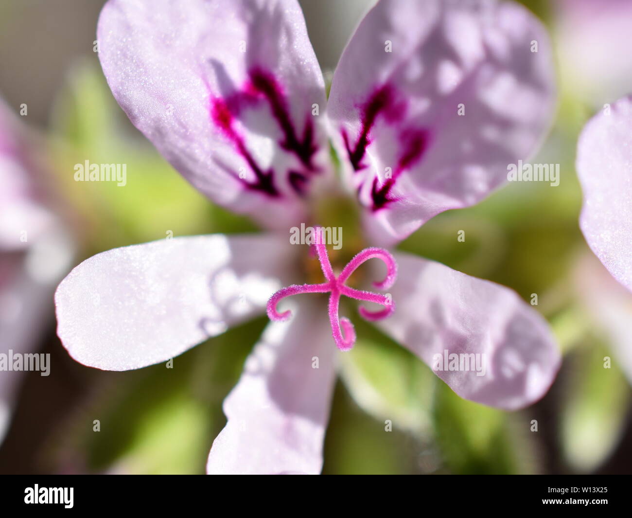 Primo piano sul fiore rosa di Pelargonium crispum il limone-profumato geranio Foto Stock