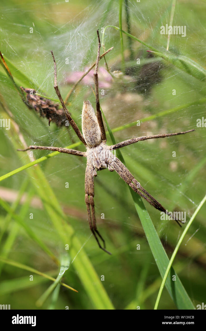 Vivaio Spider Web Pisaura mirabilis femmina nido di guardia Foto Stock