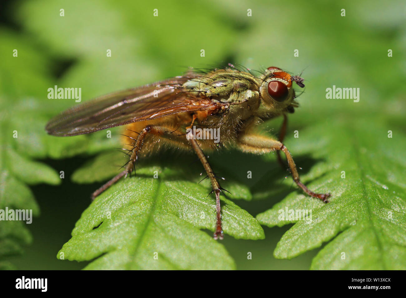 Sterco giallo Fly Scathophaga stercoraria Foto Stock