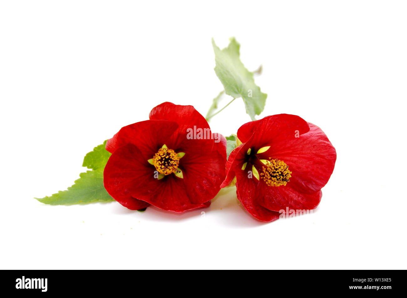 Red Indian mallow flower su sfondo bianco Foto Stock
