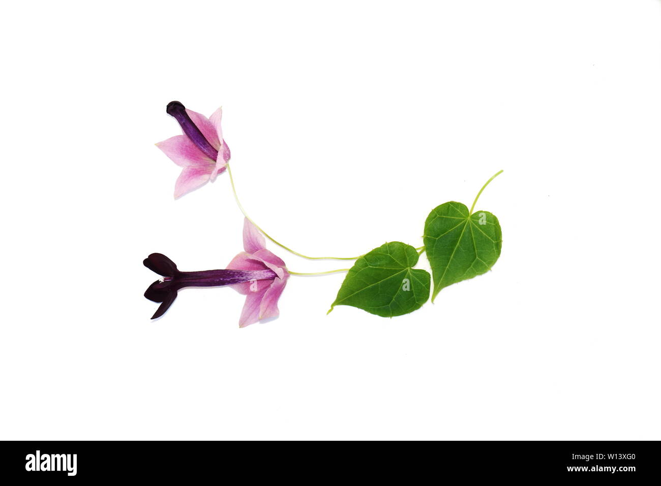 Fiore foglia e bud da viola bell vine Rhodochiton atrosanguineum isolati su sfondo bianco Foto Stock