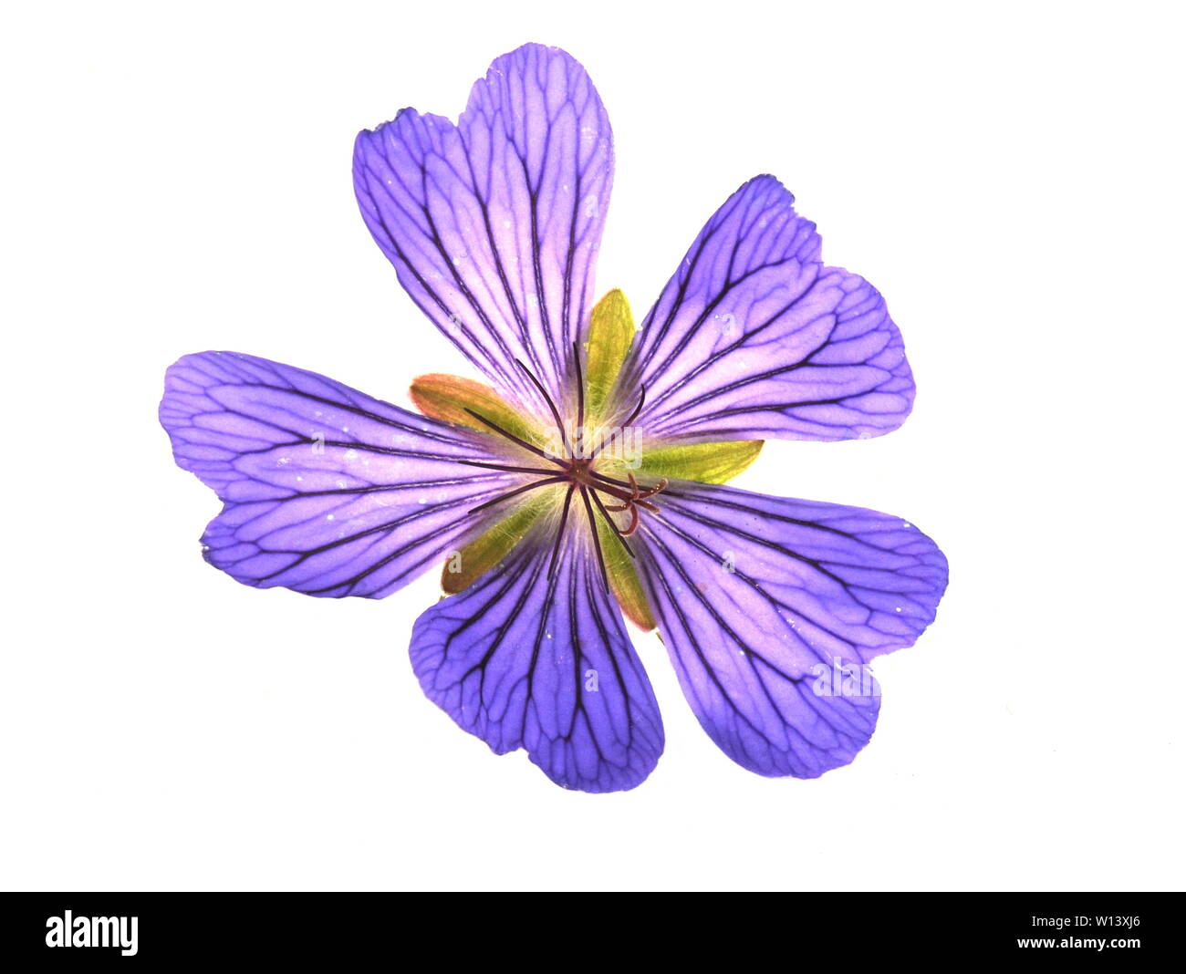 Viola cranesbill fiore su sfondo bianco Foto Stock