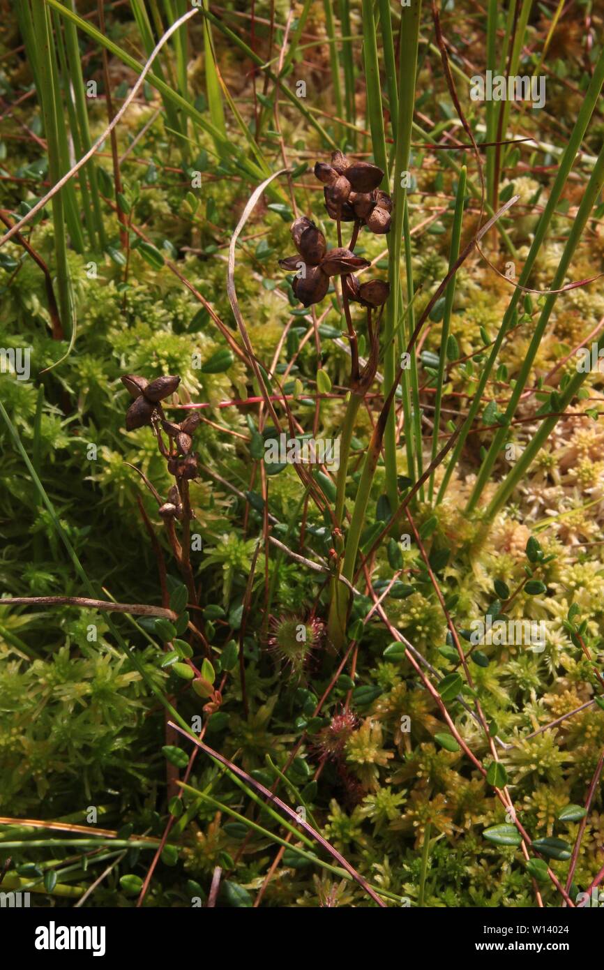 La fruttificazione Rannoch-rush (Scheuchzeria palustris) ad un bollitore-foro bog vicino a Klein Berssen, Germania Foto Stock