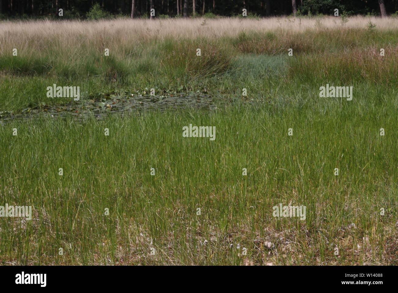 Prato denso di Rannoch-rush (Scheuchzeria palustris) ad un bollitore-foro bog vicino a Klein Berssen, Germania Foto Stock