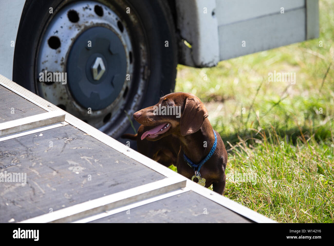 Un cane bassotto attende il suo cavallo amico per tornare a un box per cavallo Foto Stock