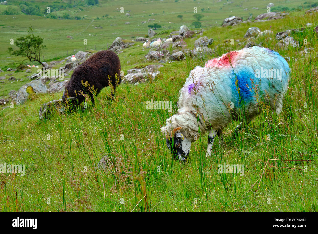 Due cornuto pascolo di ovini in irlandese pascolo. Una pecora nera e una pecora bianca con multicolore di contrassegni di identificazione Foto Stock