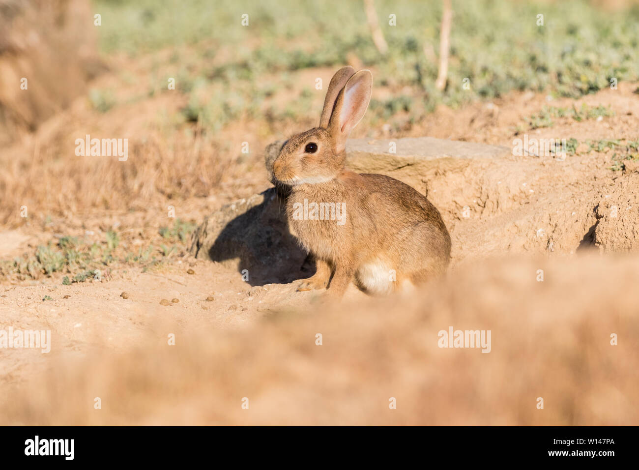 Coniglio europeo (oryctolagus cuniculus) adagiata vicino scavano, Lleida, Catalogna, Spagna Foto Stock