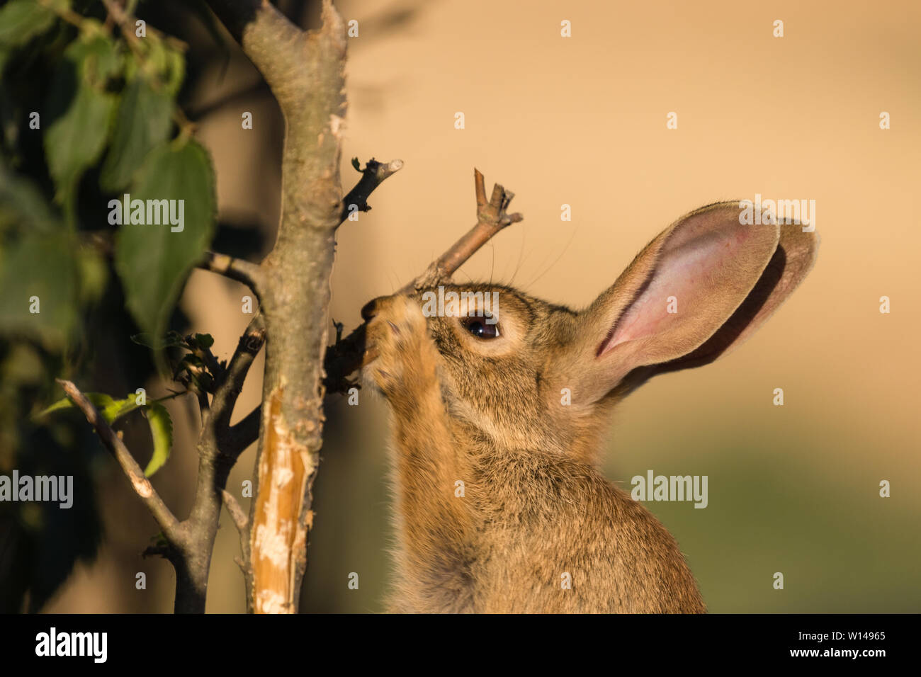 Coniglio europeo (oryctolagus cuniculus) mangia foglia e il ramo di Celtis australis, Lleida, Catalogna, Spagna Foto Stock