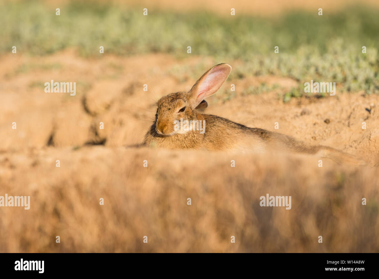Coniglio europeo (oryctolagus cuniculus) adagiata vicino scavano, Lleida, Catalogna, Spagna Foto Stock