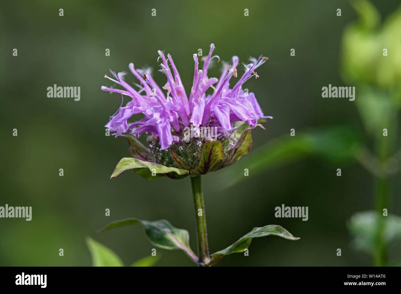 Bee balm in giardino. Noto come Monarda è un genere di piante in fiore nella famiglia di menta, Lippenblütler. Foto Stock