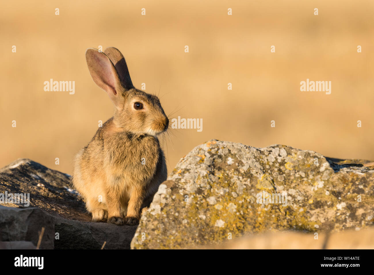 Coniglio europeo (oryctolagus cuniculus) resina in una roccia, Lleida, Catalogna, Spagna Foto Stock