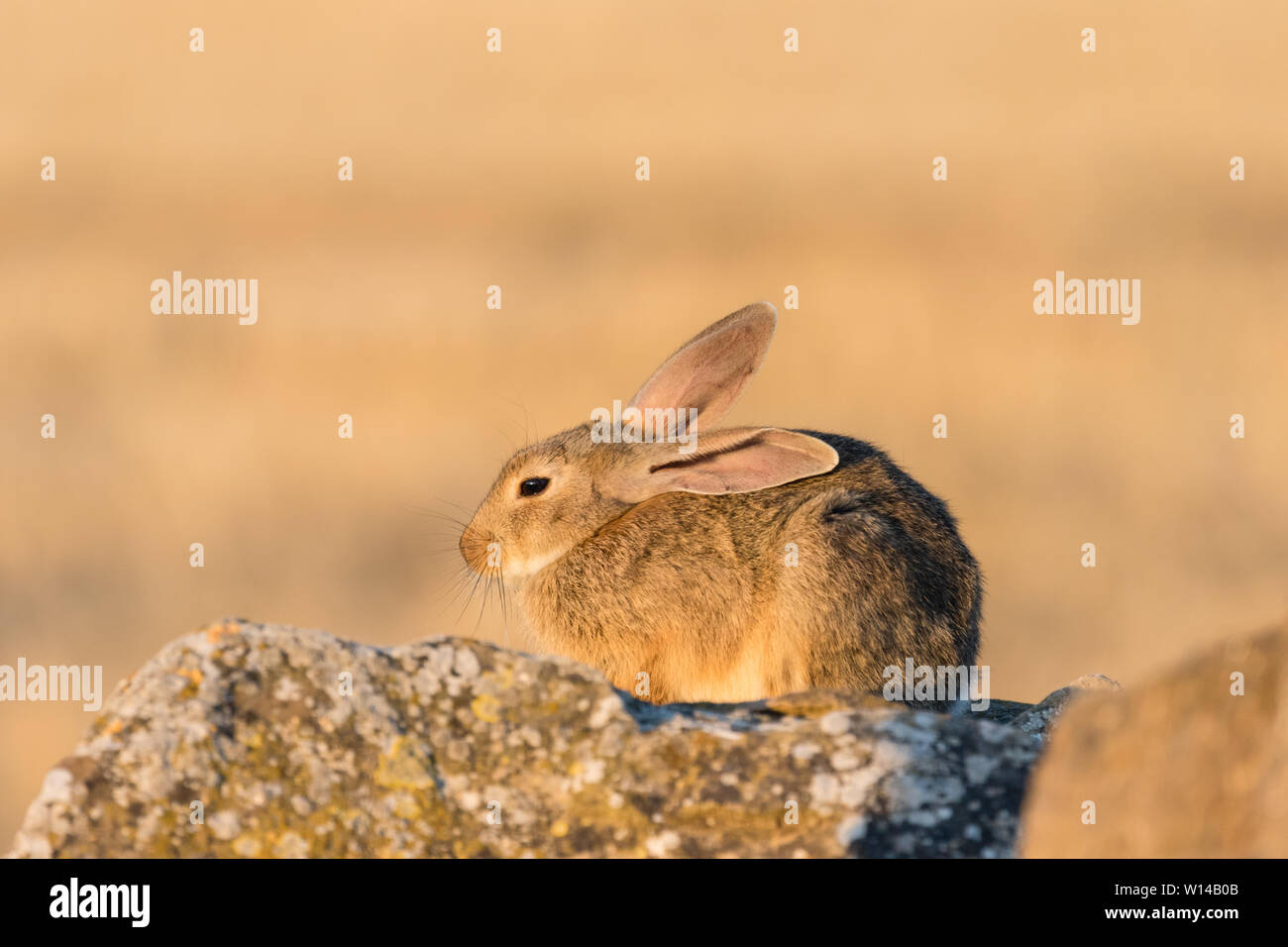 Coniglio europeo (oryctolagus cuniculus) resina in una roccia, Lleida, Catalogna, Spagna Foto Stock