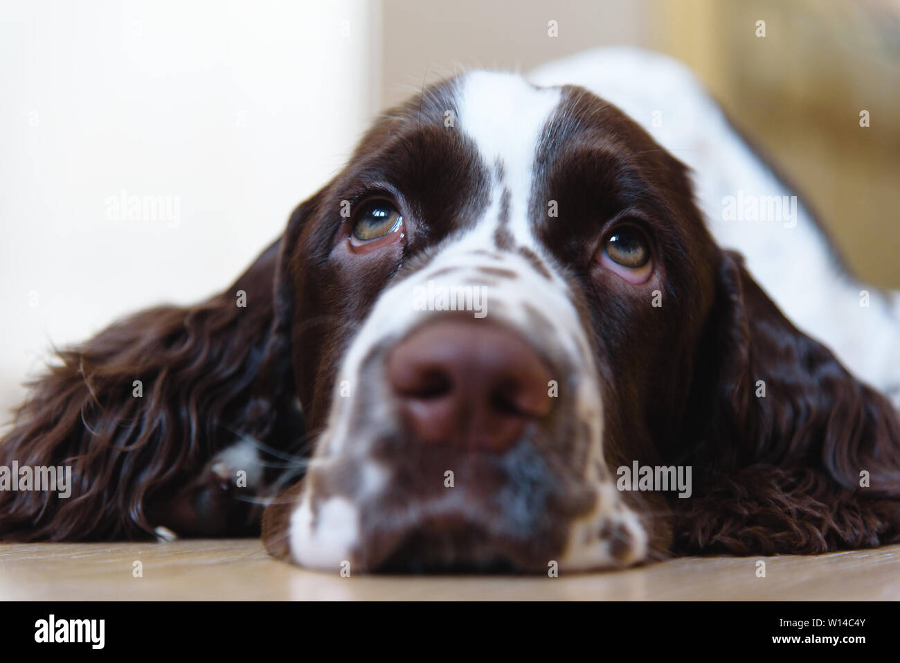 Cucciolo di cane springer spaniel immagini e fotografie stock ad alta ...