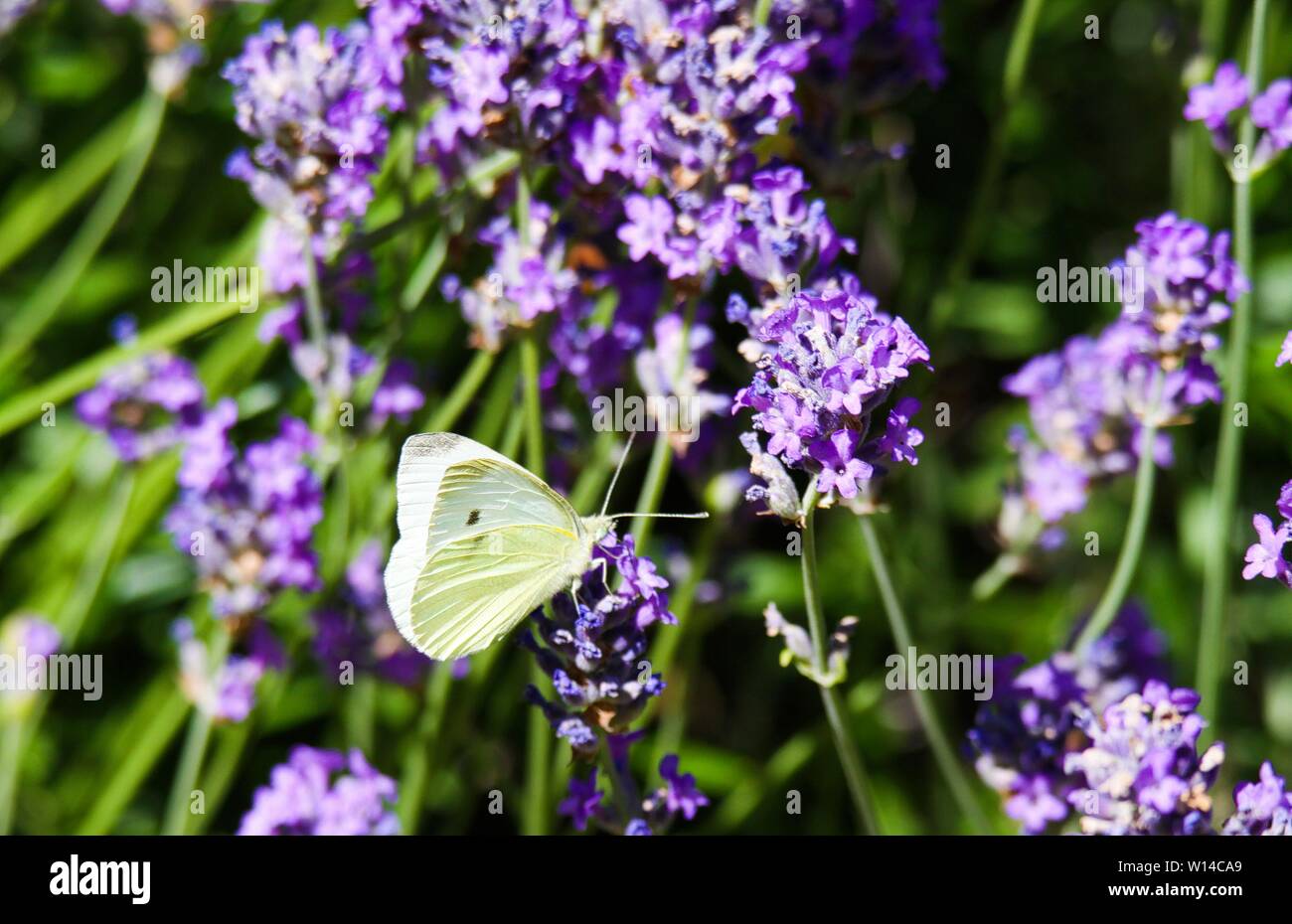 Close up di cavolo bianco butterfly (Sarcococca brassicae) sulla lavanda lilla Foto Stock