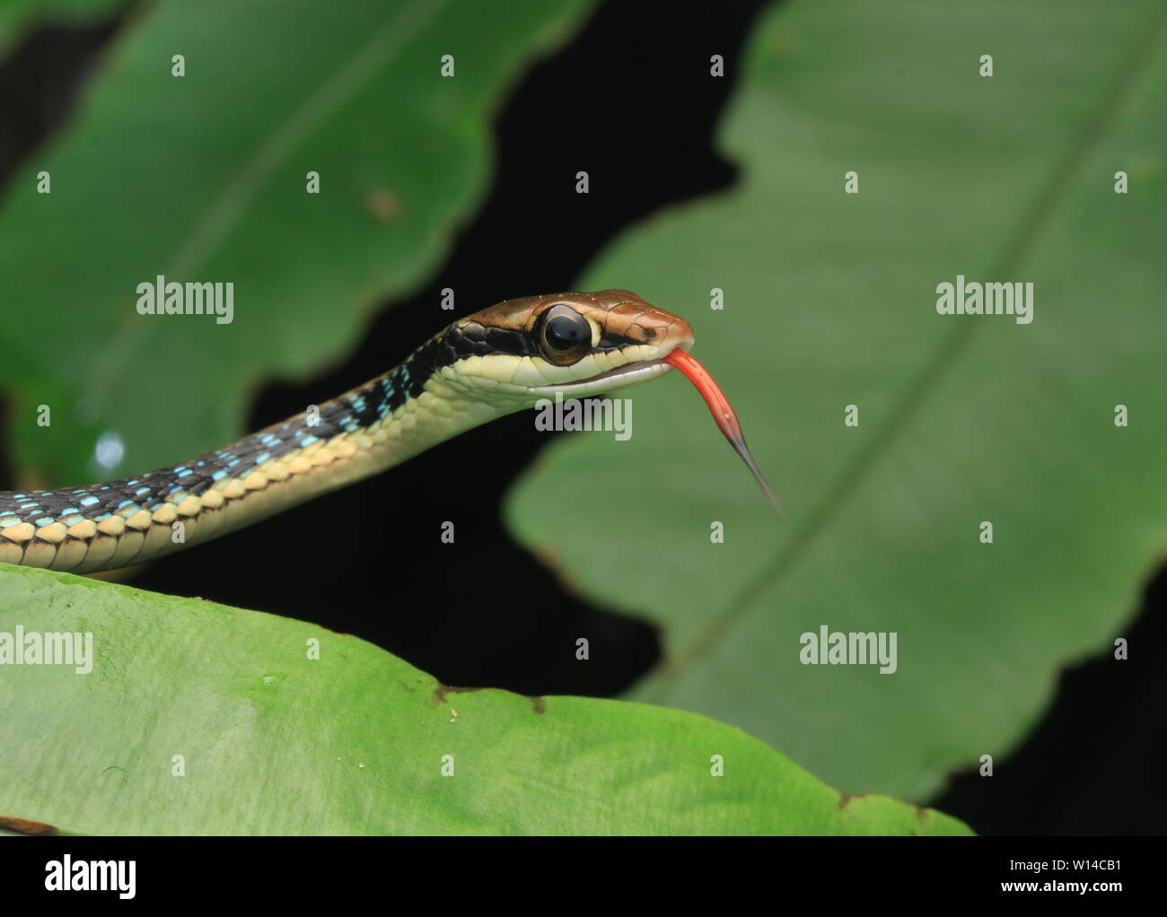 Dipinto Bronzeback Snake (Dendrelaphis pictus) Foto Stock