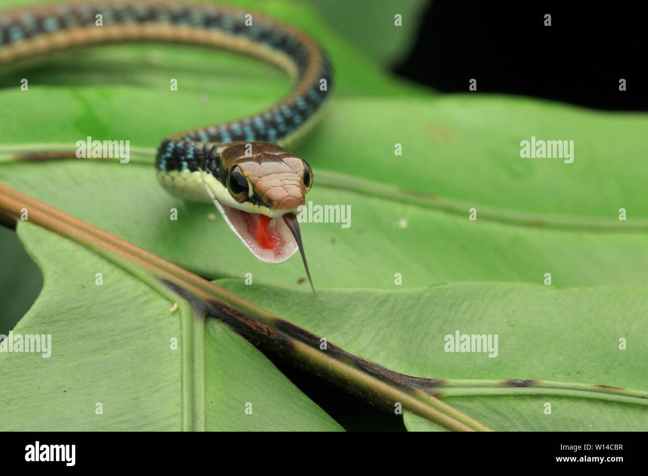 Dipinto Bronzeback Snake (Dendrelaphis pictus) Foto Stock