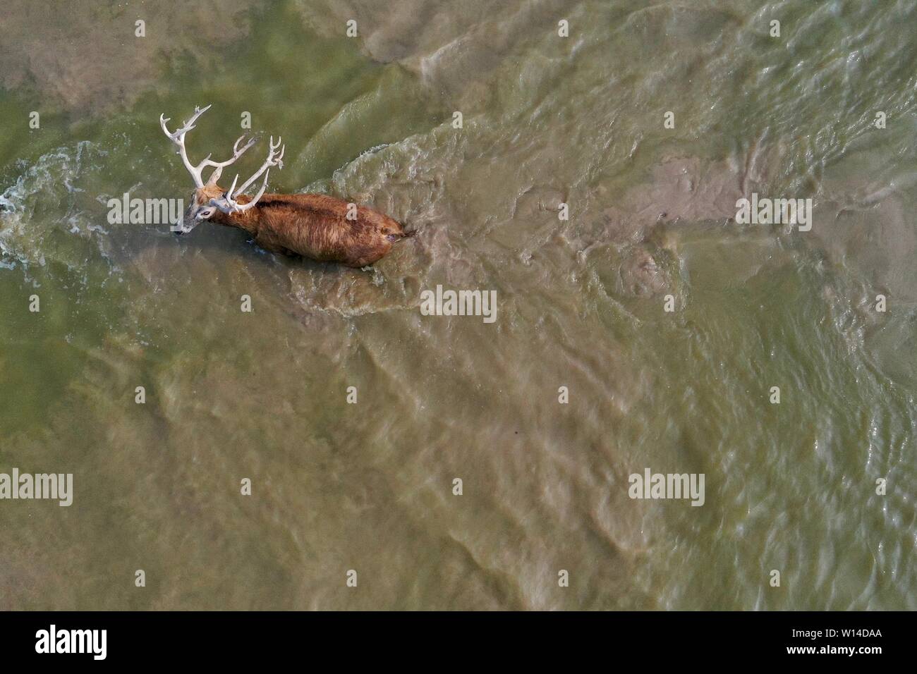 (190630) -- YANCHENG, Giugno 30, 2019 (Xinhua) -- foto aerea adottate il 28 giugno 2019 mostra un milu cervi, noto anche come Pere David cervi, attraversare un fiume in Dafeng Milu Riserva Naturale Nazionale in oriente cinese della provincia di Jiangsu. Milu, una specie endemica di Cina, era sul bordo di estinzione nei primi anni del XX secolo a causa di overhunting e la perdita di habitat. La specie, al di sotto di un livello di protezione dello stato in Cina, è stato chiamato dopo Armand David, un missionario francese e naturalista che per primo si è registrato l'esistenza del cervo in Cina nel 1865. Dal momento che il governo britannico ha regalato 39 milu cervi di Dafeng Foto Stock