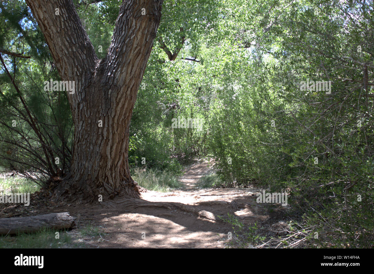 Woodland Path Foto Stock