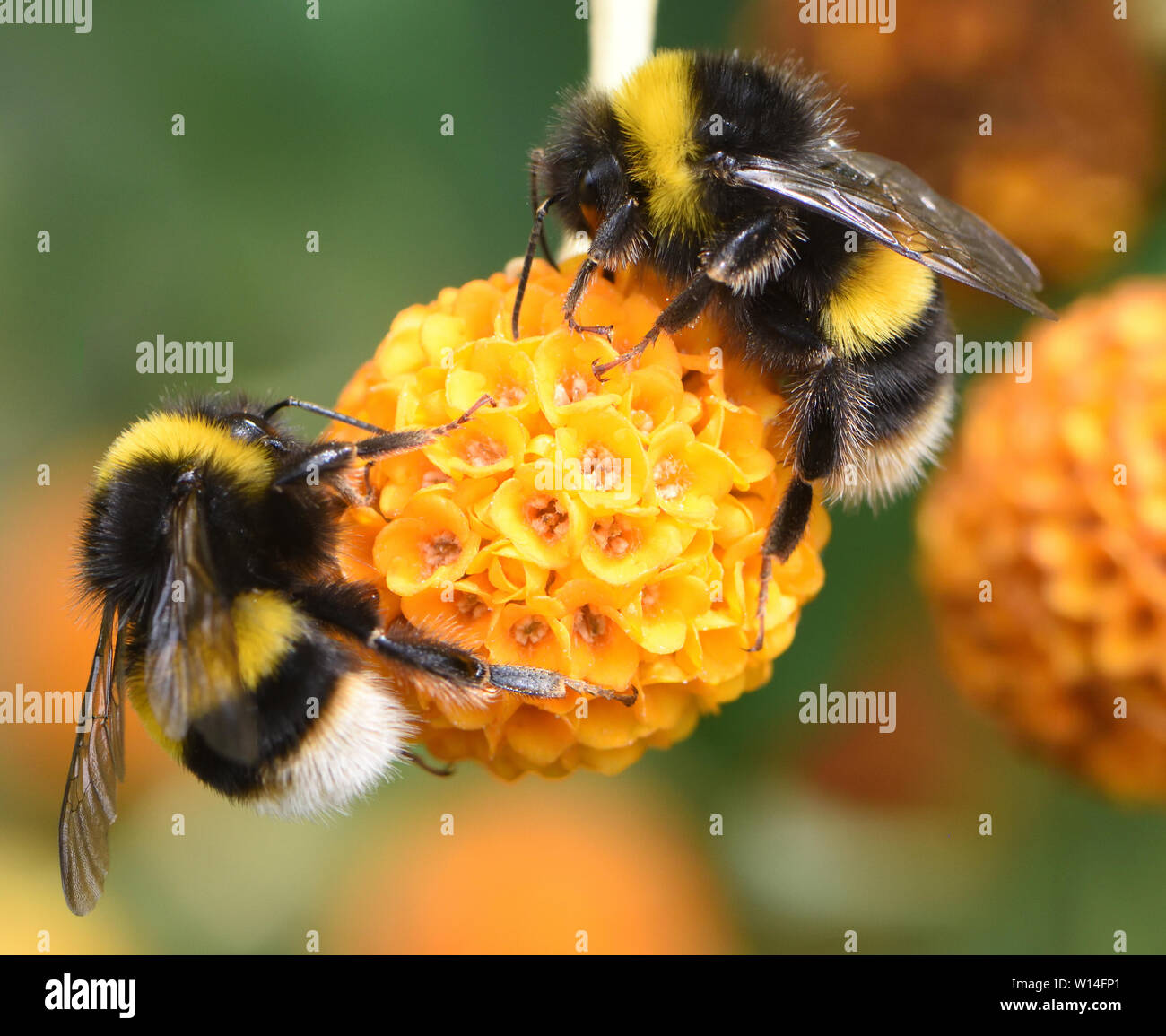 Lavoratore buff-tailed bombi (Bombus terrestris) approfitta della fornitura del nettare dei fiori di una sfera arancione tree (Buddleja globosa). Letto matrimoniale Foto Stock