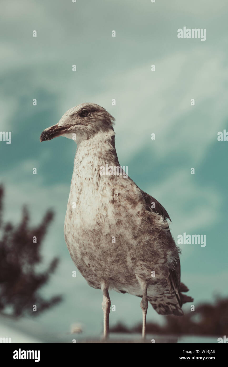 Seagull a Howth Co. Dublino, Irlanda. Foto Stock