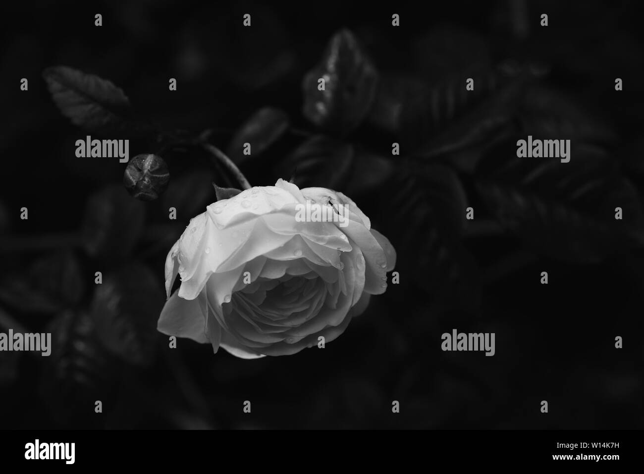 Rose in bianco e nero Foto Stock