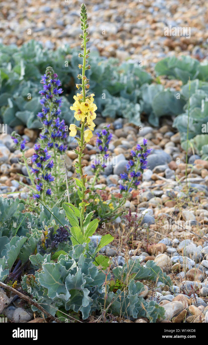 Fiori gialli di mullein scuro (Verbascum nigrum) che crescono su rive di ghiaia dietro la spiaggia. Benind sono i fiori blu della lucentezza del vipera (Echi Foto Stock