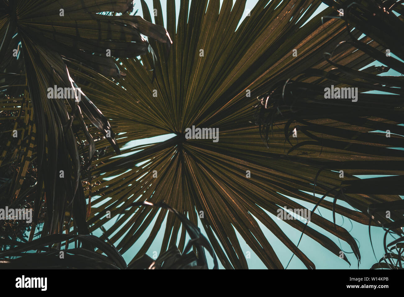Palm tree foglie contro il cielo blu, su un isola tropicale in Asia. Foto Stock
