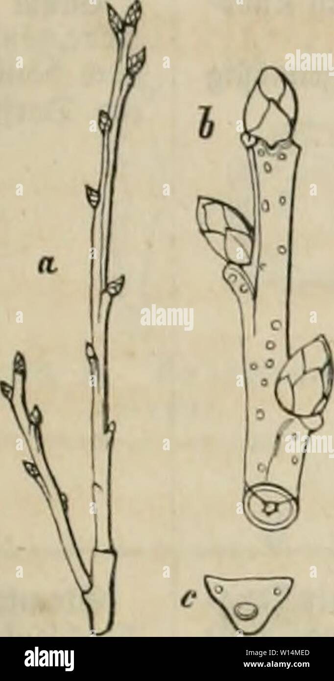 Immagine di archivio da pagina 20 del Laubhölzer Deutschlands im Winter Ein. Deutschlands im Laubhölzer inverno. Ein Beitrag zur Forstbotanik . deutschlandslaub01sarà Anno: 1859 15 A. 5((5fclfnüöjcn iinb Scitcntricfic ki nfitocrfjfelnb gcftcöt. I. atlunfl bei t]n()el, Myiica, Äno§pcii Don öiclcn fpivaliij geiiclltcn tod)iippcn umfdiloffcn. iMattiuivbc bvcifpuvif;. ,W(ct mit 2Iacfiöitidv;dicu unb fünfecficiom ilunffövpcv. bbilöung iinti Unmc bcr ,Xrt. Anospfti- uiiii jölattniilali. €iii- iinb mfl)rjnl)rijc Srirbf. Stimm unb (|lr. mudjs. )3rm(rkung(n. Siö. 1. ®ro6c, icl)r flcin, ciföimifl, taf)l, Foto Stock