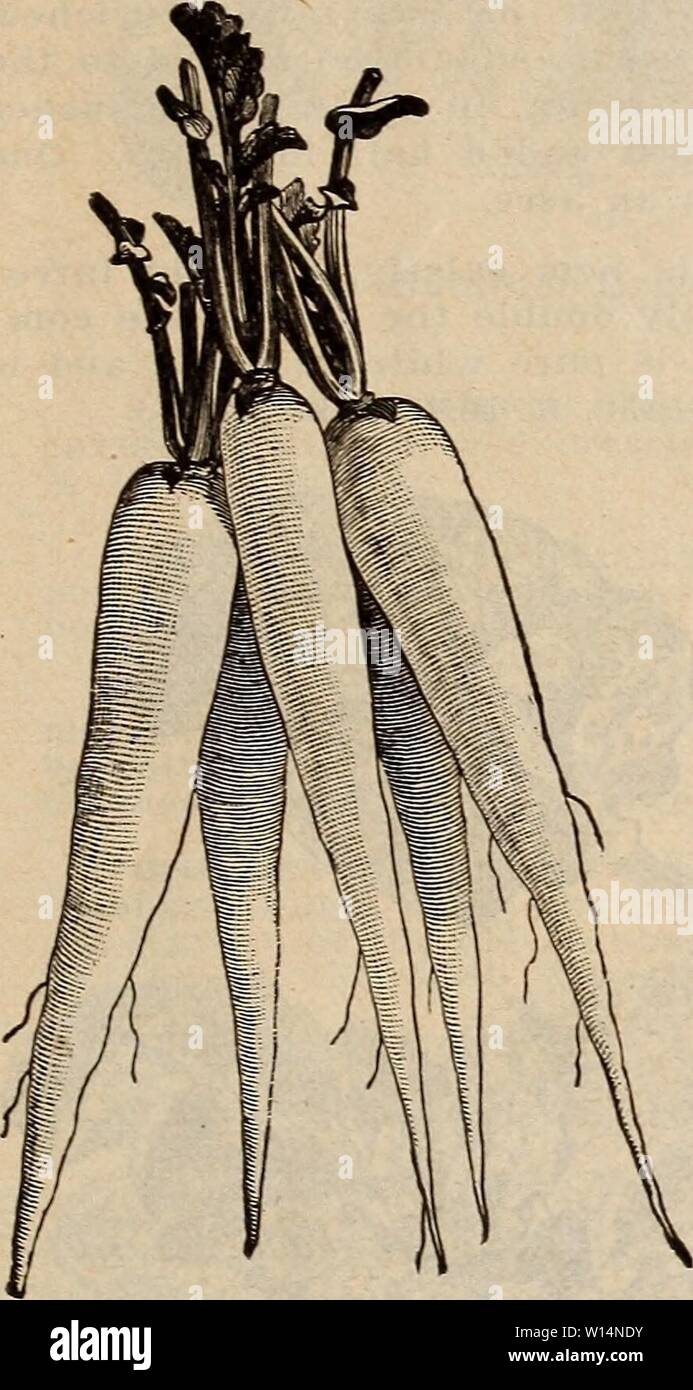 Immagine di archivio da pagina 22 del catalogo descrittivo e listino prezzi. Catalogo descrittivo e listino prezzi : fiore, campo e giardino semi . descriptivecatal1908bail Anno: 1908 radicchio. Cultura-Seminare in primavera-, non appena il pericolo di gelo pesanti è finita, in trapani da otto a dodici pollici oltre il coperchio e da un quarto a un mezzo pollice profondo. Il suolo snould essere ricchi, sabbiose e accuratamente polverizzata. Luce frost, non uccidere giovani ravanelli ma provvederà a controllare la crescita, e sanno fare meglio quando essi continuano a crescere a destra lungo. Seminare ogni dieci giorni per un successo- sione di colture. Durante i caldi mesi estivi, Foto Stock