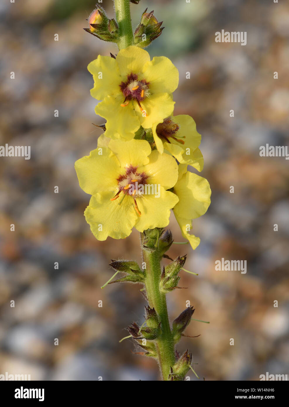 Fiori gialli di mullein scuro (Verbascum nigrum) che crescono su rive di ghiaia dietro la spiaggia. Riserva naturale di Rye Harbor. Rye, Sussex, Regno Unito Foto Stock