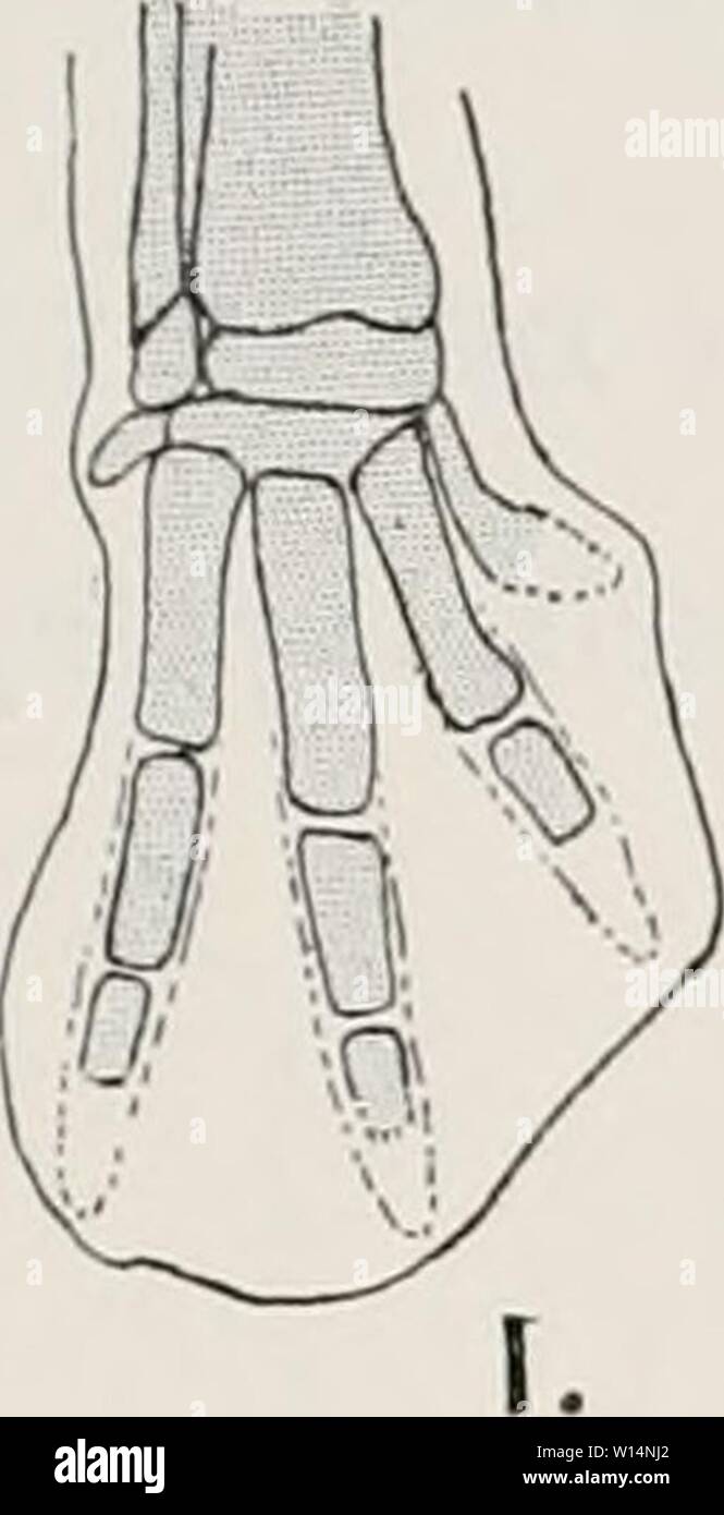 Immagine di archivio da pagina 22 del Deuxième expédition antarctique francaise (1908-1910). Deuxième expédition antarctique francaise (1908-1910) . deuximeexpdi1915afran Anno: 1915 DÉVELOPPE M ]:XT DE L'EXTRÉMITÉ POSTÉRIEURE. 15 (II"iix punti d'ossificazione (lu massiccio tarsien prossimale. Apparizione d'ONU ()(ii;il d'ossificazione dans le sésamoïdc médio-tarsien. L'embryon de Pj/fjo- mm Foto Stock