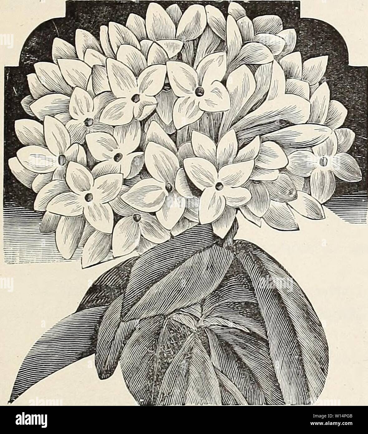 Immagine di archivio da pagina 24 del catalogo descrittivo dei boschi di latifoglie e. Catalogo descrittivo di latifoglie e sempreverdi alberi ornamentali, palme, arbusti, rose, ecc. . Descriptivecatal1903cali Anno: 1903 Dipartimento ornamentali. 23 Daphne, variegato a chioma orlata bianco crema ;fiowers violaceo. Daphniphyllum, Macropodum- lascia molto grandi, larghe, coriacea; un arbusto Giapponese di grande bellezza. Deeringia, variegata - snello- arbusto crescente; foglie emarginati con il bianco; lungo i picchi di fiori bianchi durante l'estate. Diosma, Jllba- respiro del cielo. Un bel po' di Arbusto, con heath-come fogliame e Foto Stock