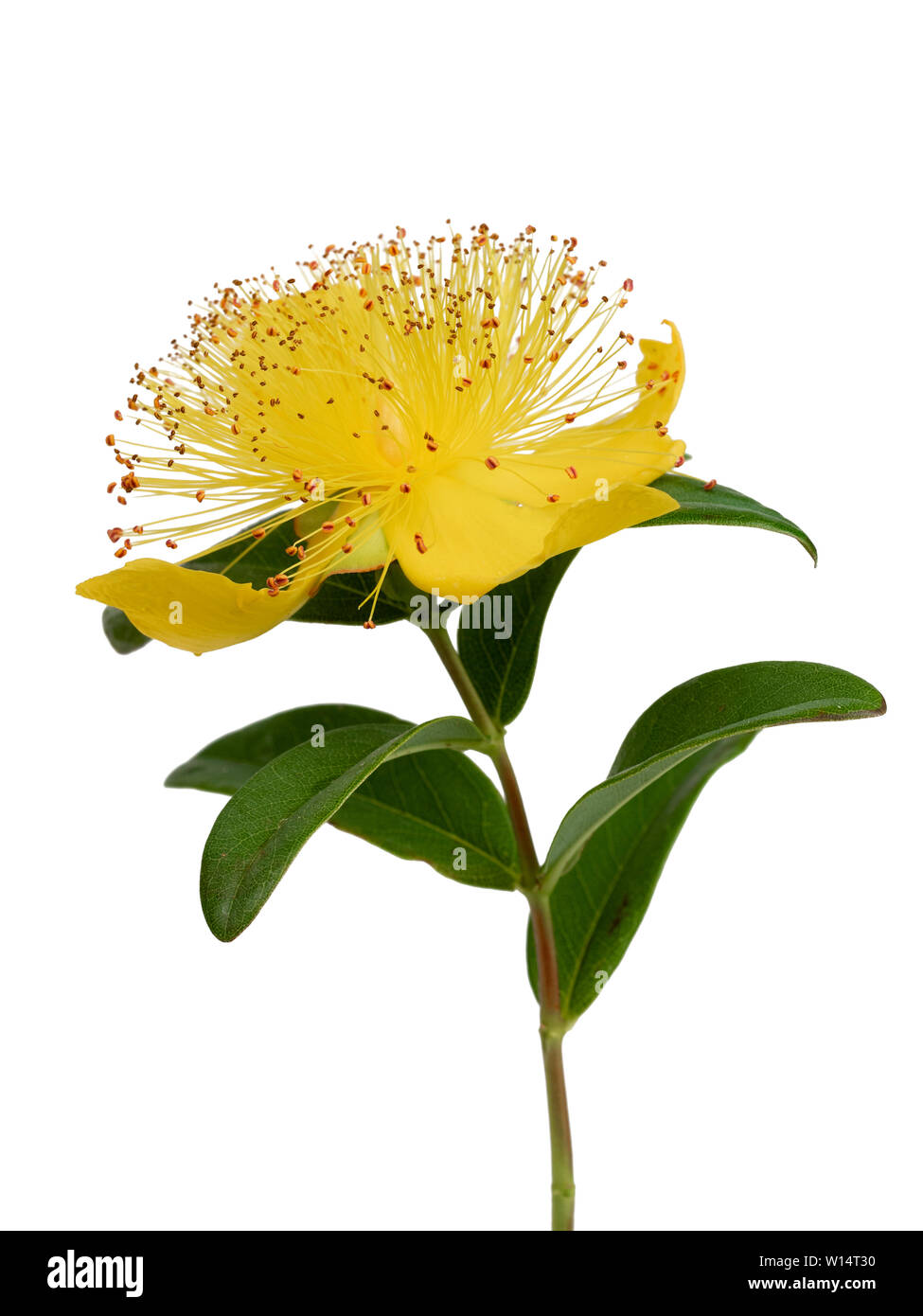 Il boss di colore giallo di stami gialli e petali di rose di Sharon, Hypericum calycinum, su sfondo bianco Foto Stock