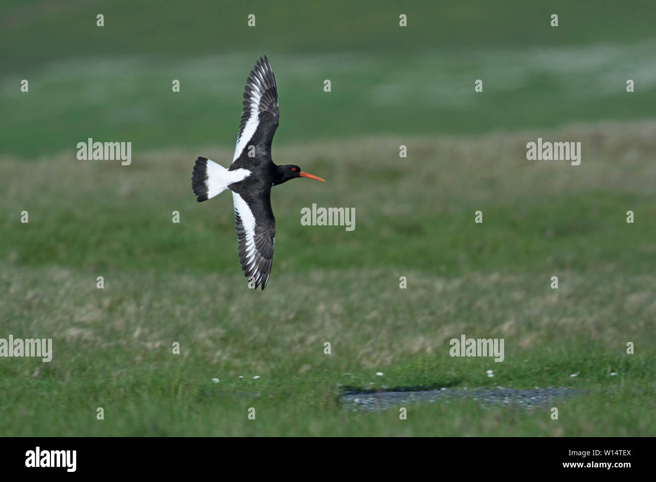 Eurasian Oystercatcher Haematopus ostralegus Shetland Foto Stock