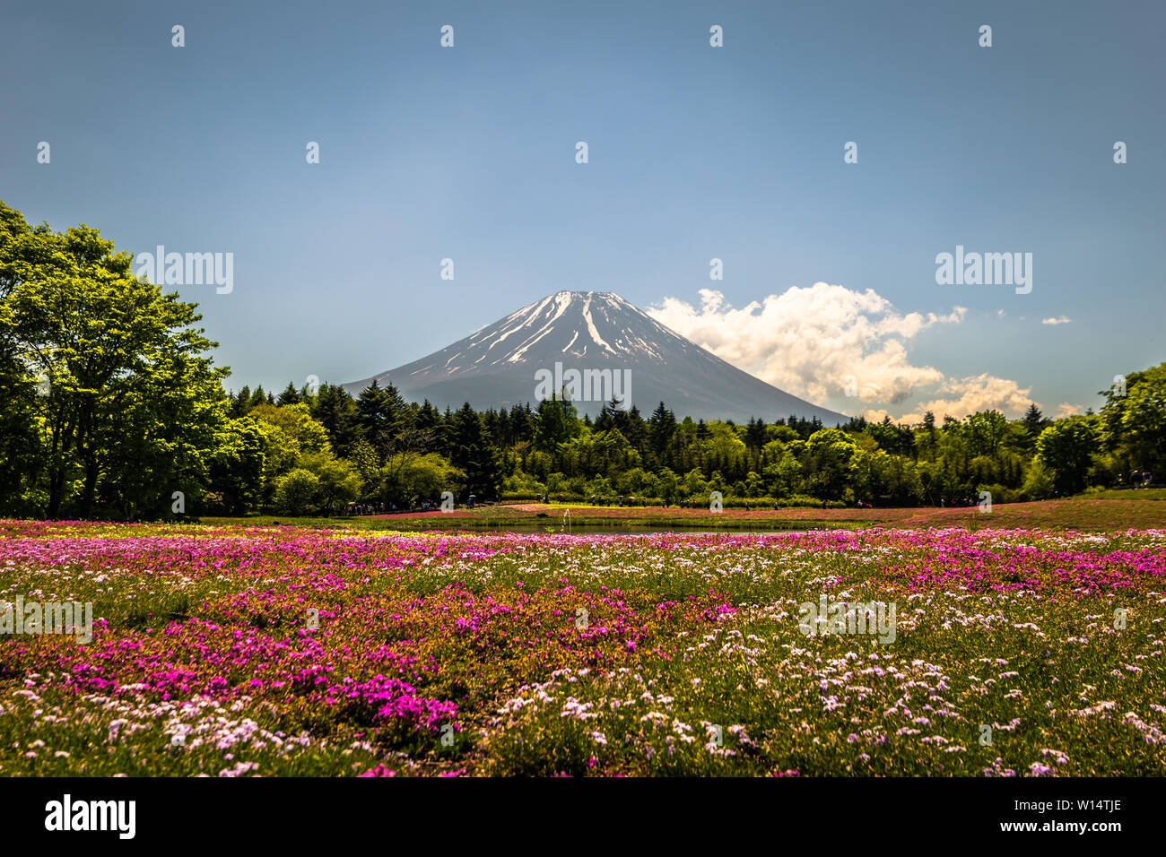 Motosu - 24 Maggio 2019: il Monte Fuji visto dal festival Shiba-Sakura, Giappone Foto Stock