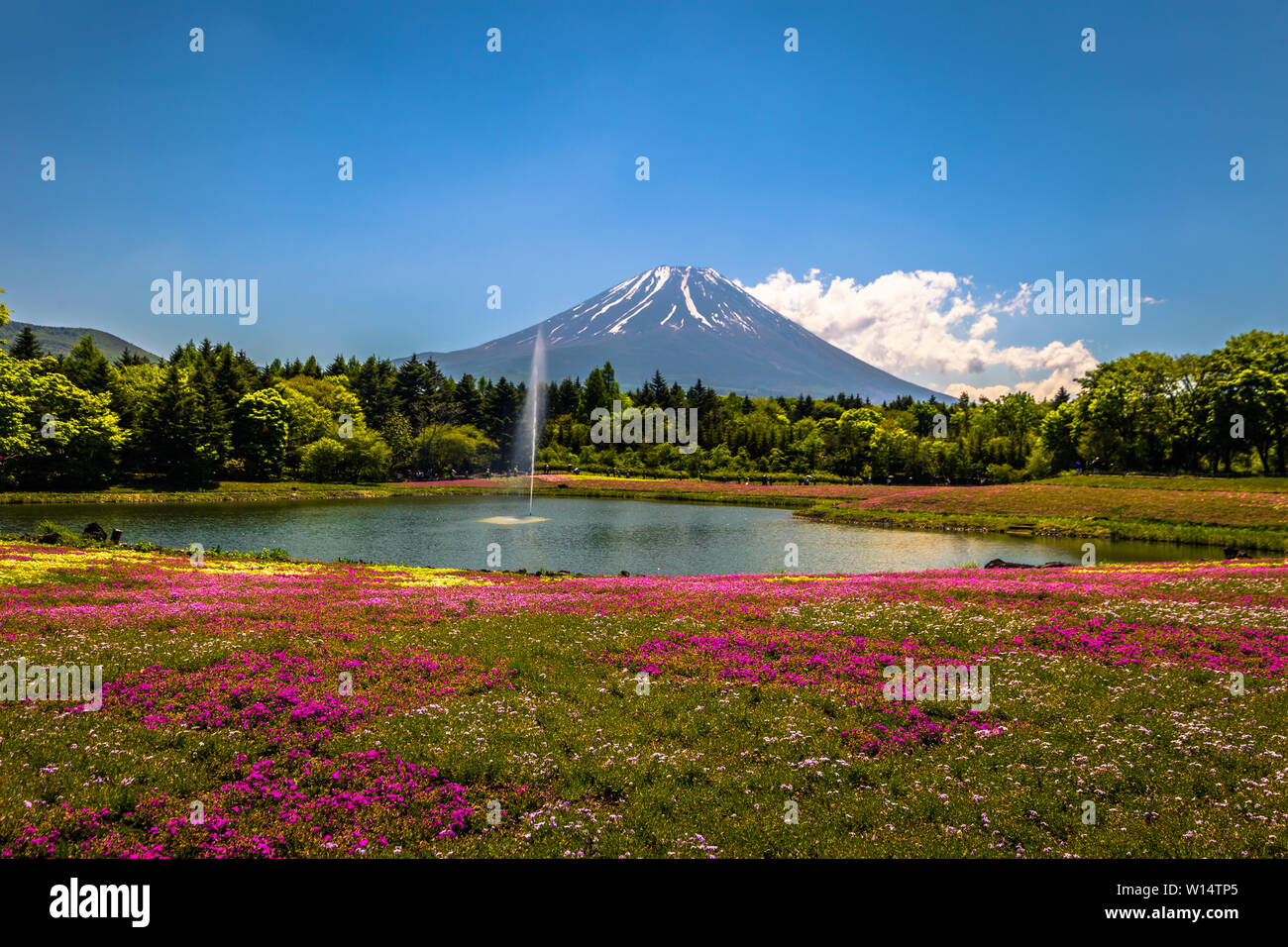 Motosu - 24 Maggio 2019: il Monte Fuji visto dal festival Shiba-Sakura, Giappone Foto Stock