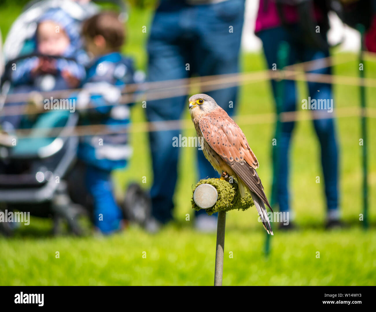 Linlithgow Palace, West Lothian, Scozia, Regno Unito. Il 30 giugno 2019.giostre a Linlithgow Palace: ambiente storico Scozia presente la loro annuale famiglia medievale giornata di divertimento a buccia, i motivi dei rovinato castello del XV secolo. Gli eventi includono un display da Strathblane falconeria europea con un gheppio Foto Stock