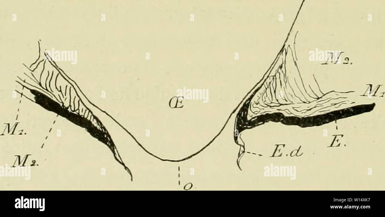 Immagine di archivio da pagina 29 del Deuxième expédition antarctique francaise (1908-1910). DeuxiÃ¨me expÃdition antarctique francaise (1908-1910) . deuximeexpdin1914fran Anno: 1914 J/j. Fif;, '.I. Â Aiiiplii/Toro iiicuhalor.â Coupo ii travers Ir criiiio cnips IViUflIt' piiHc :Ã¯ ]ion(1i'( â0. L'orifizio giacciono iiiinle; G/J |, (i-po. sIdI'IiIos pol.iires: li.ljaso |)iiiii 'iilÃL' Ã®le rÃ|iiileinie : OE, pÃ¹le prolnplasiuiquo (le l'iiul"; V, vitclliis ; M,, e rirlie iniiseulairi' exieriir ; M,, roiirlir iiiUM-iiliilir iiilei' ne. Lordo. : 20 diaiiiÃlres. tous les organes, (torta vraiment je ne puis croire Ã Foto Stock