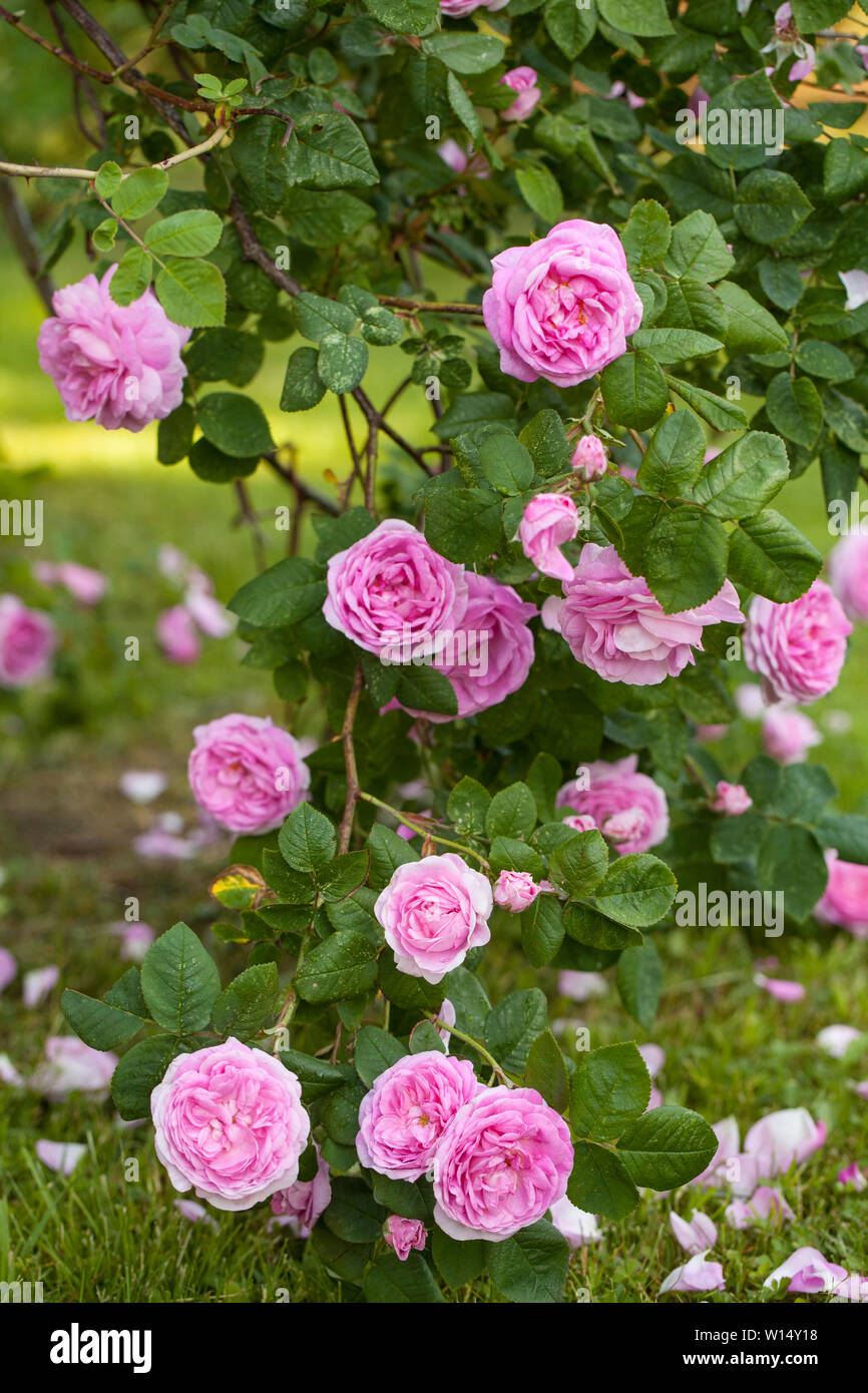 La famosa rosa centifolia Foliacea (La Provence Rose o cavolo Rose ) è un ibrido sviluppato rose olandese da rose bredersin il periodo tra la 17t Foto Stock