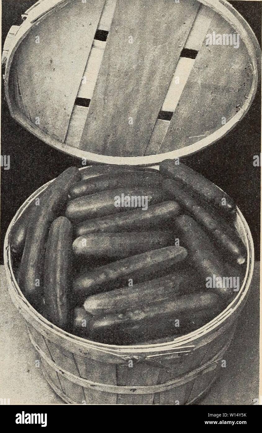 Immagine di archivio da pagina 30 del descrittivo elenco vegetale (1946). Descrittivo elenco vegetali . descriptiveveget1946ferr Anno: 1946 I COLTIVATORI DI SEMENTI DI CHICAGO (decapaggio Westerfield) 60 giorni. Preziosa di decapaggio e varietà di affettatura. Frutti deep me- dium verde; nero spined; 6-7 in. lunga; lYi-2 in. di spessore; conicità molto leggermente verso ciascuna estremità; uniforme. Clark della speciale 65 giorni il giardino del mercato o di varietà di spedizione, 7-9 in. lungo da 23-3 in. di diametro. Peso circa 23 libbre, frastagliate o estremità quadrata, bianco spine. Giovani buoni frutti di colore verde scuro, ma frutti maturi mostrano alcune estremità scura. Intermedia tra primi Foto Stock