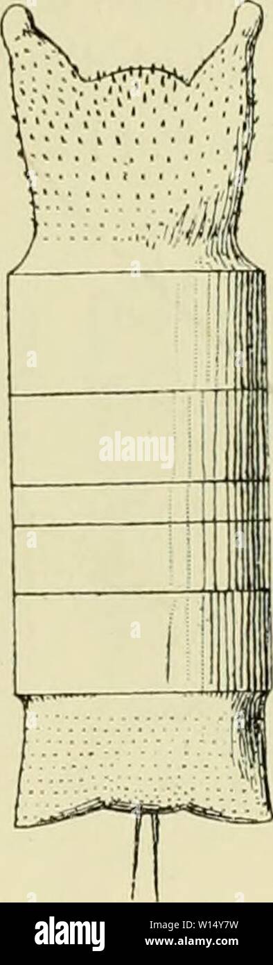 Archivio immagine dalla pagina 30 della Deuxième expédition antarctique francaise (1908-1910). DeuxiÃ¨me expÃdition antarctique francaise (1908-1910) . deuximeexpdipa1915fran Anno: 1915 Fi'  J ottenuto Biddulphia poli/moipha nov. sp. Â Foniics diverses Ã vulves lisses, poncluÃes ou Ã peine Ãpineuses. Foto Stock