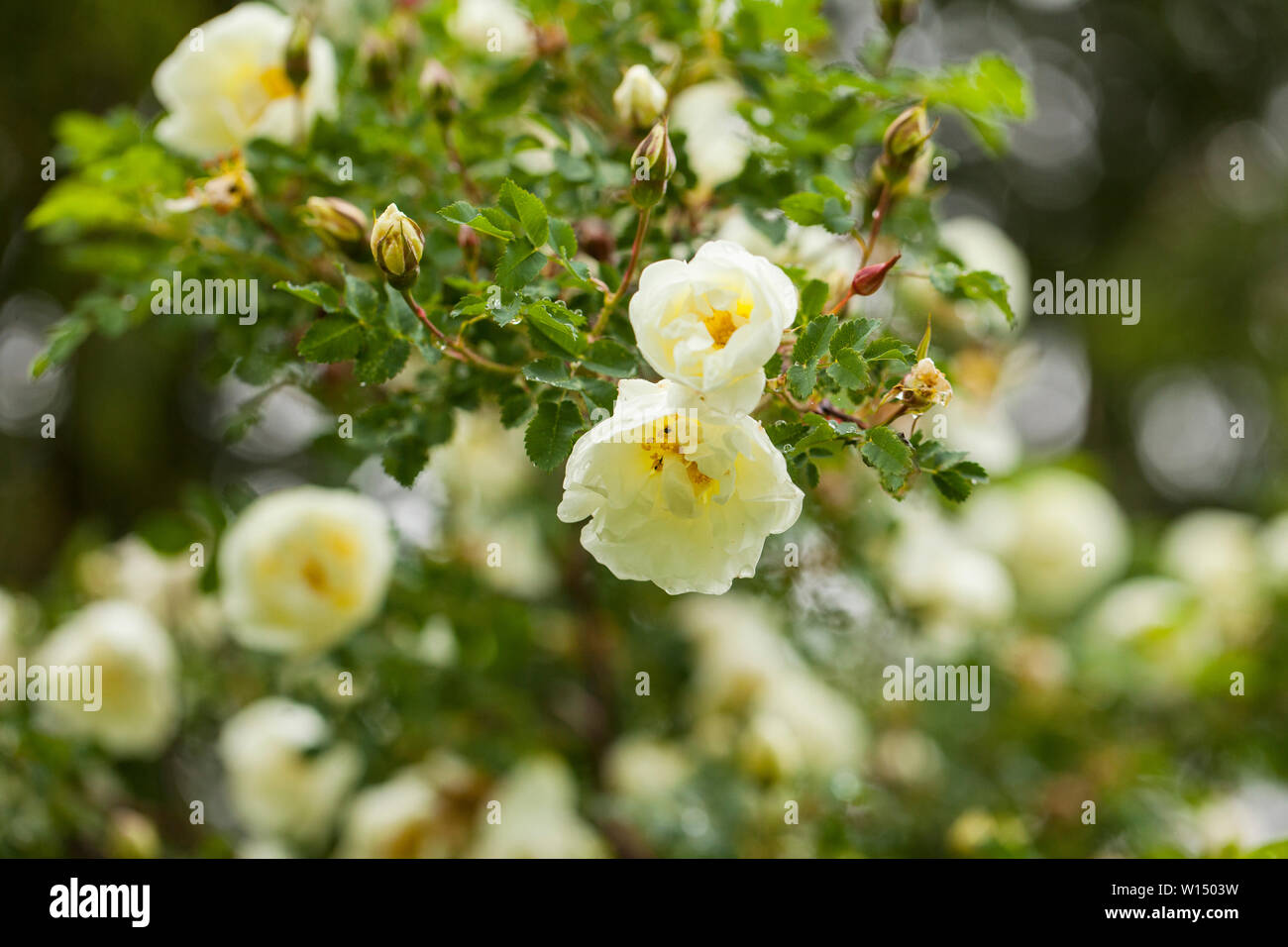 Rosa pimpinellifolia, la Burnett rose (noto anche come Scotch Rose), che è particolarmente associato con la Scozia, dove è tradizionalmente riferimento Foto Stock