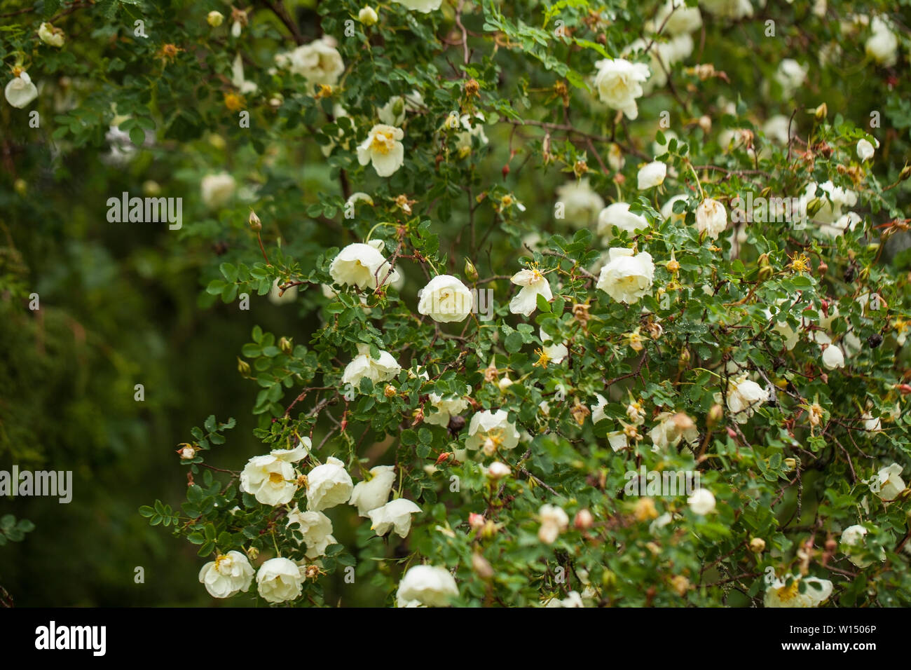 Rosa pimpinellifolia, la Burnett rose (noto anche come Scotch Rose), che è particolarmente associato con la Scozia, dove è tradizionalmente riferimento Foto Stock